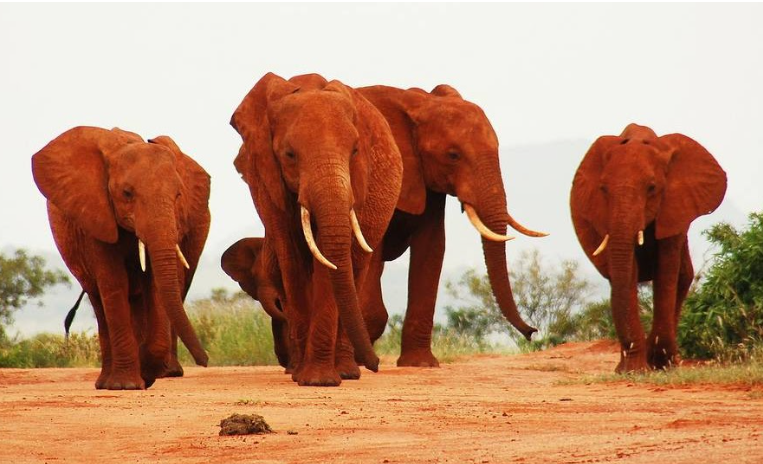 tsavo red elephants