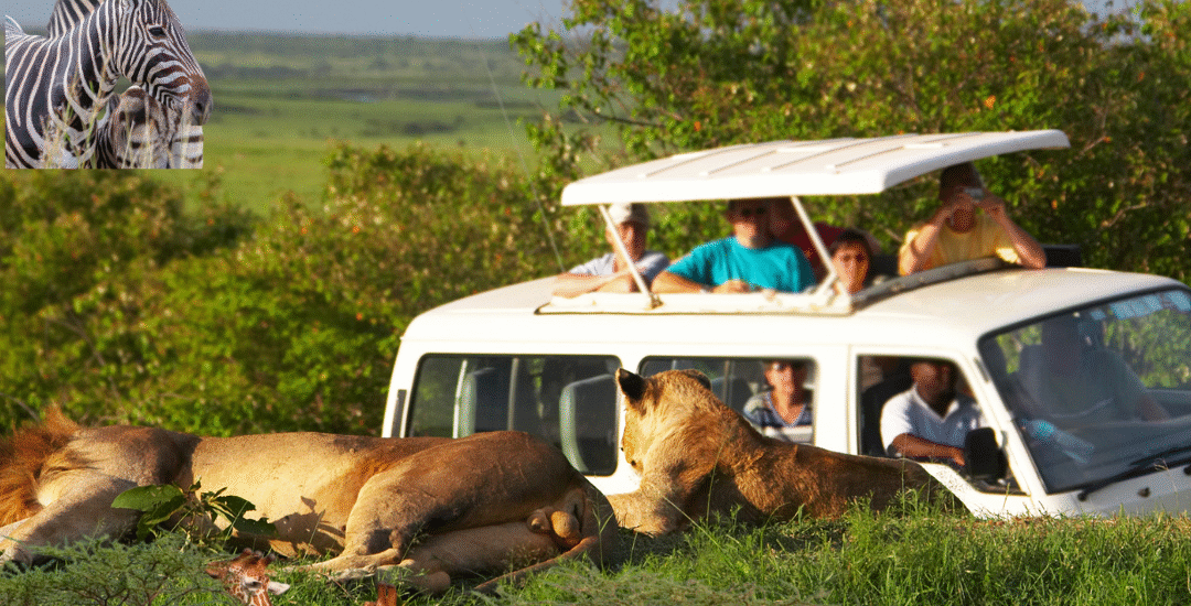Most Affordable Safari Company In Kenya