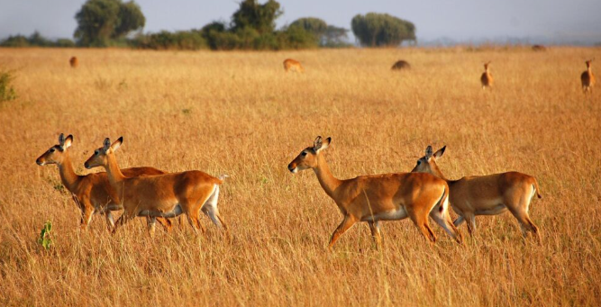 Queen Elizabeth National Park