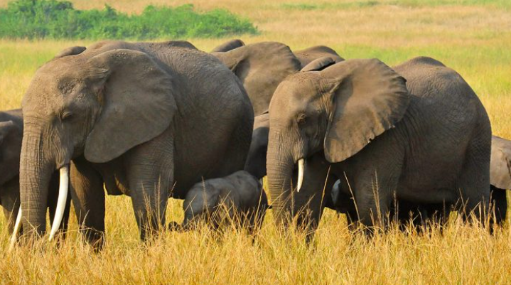 Queen Elizabeth National Park