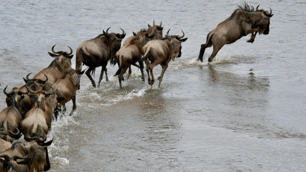 Serengeti National Park Migration