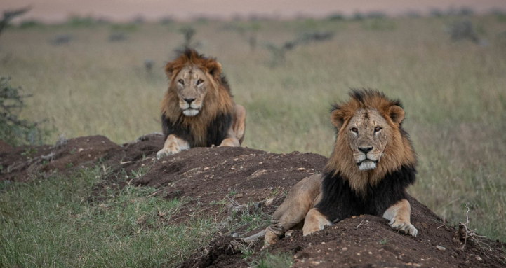 Suyian Conservancy Kenya Safaris