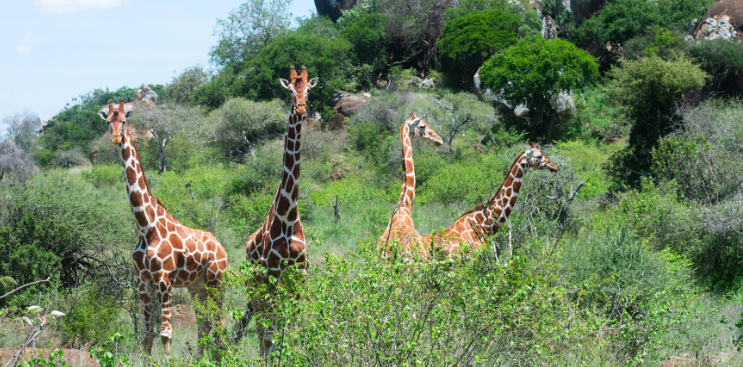 Suyian Conservancy Kenya Safaris