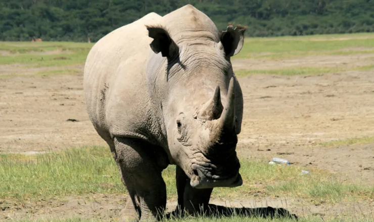 Meru National Park