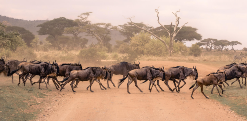 serengeti national park