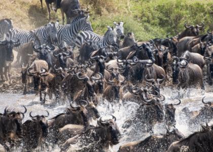 The Great Migration