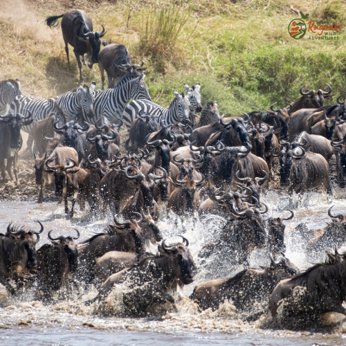 The Great Migration