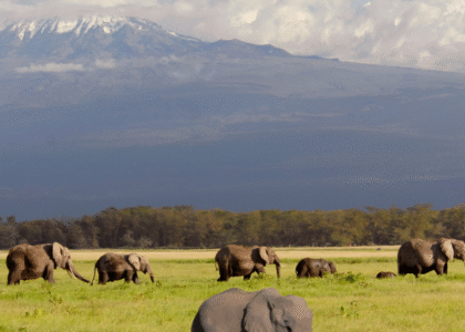 Things to Do and See in Amboseli National Park