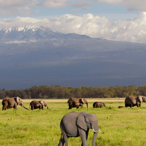 Things to Do and See in Amboseli National Park