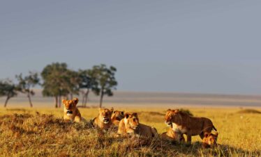 4-Day Masai Mara Mid-Range Safari