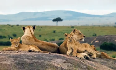 4-Days, 3 Nights Masai Mara Adventure